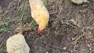 OMC! Three happy hunting chicken loop - Three little Orpingtons in pecking & scratching loop #shorts