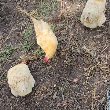 OMC! Three happy hunting chicken loop - Three little Orpingtons in pecking & scratching loop #shorts