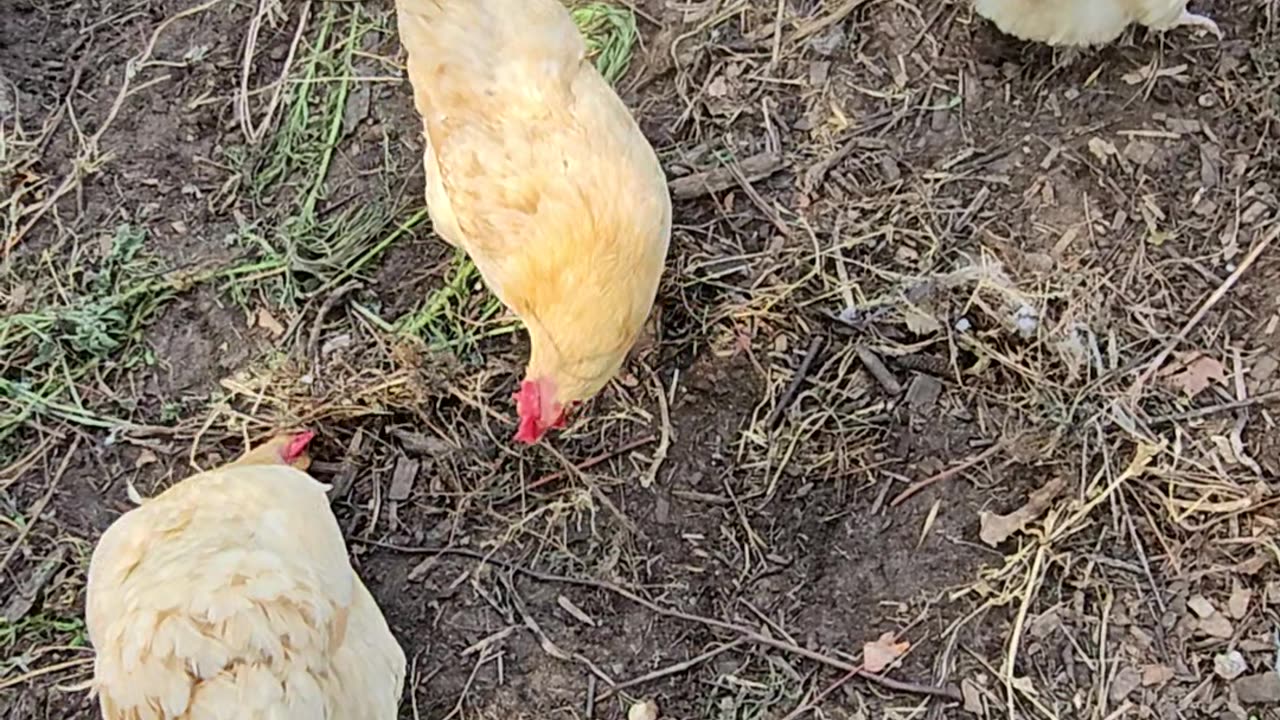 OMC! Three happy hunting chicken loop - Three little Orpingtons in pecking & scratching loop #shorts