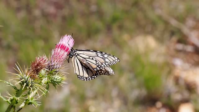 Butterfly on a Pink Flower