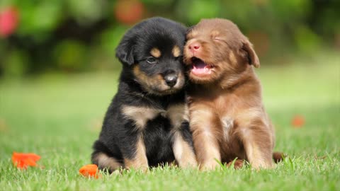 Cute Puppies friendship