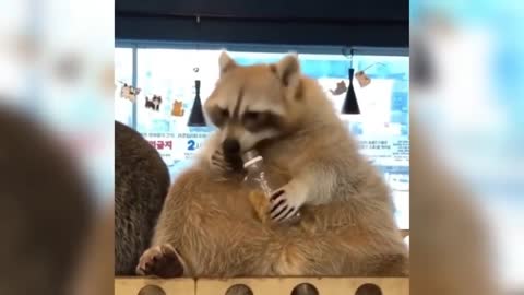 cool raccoon