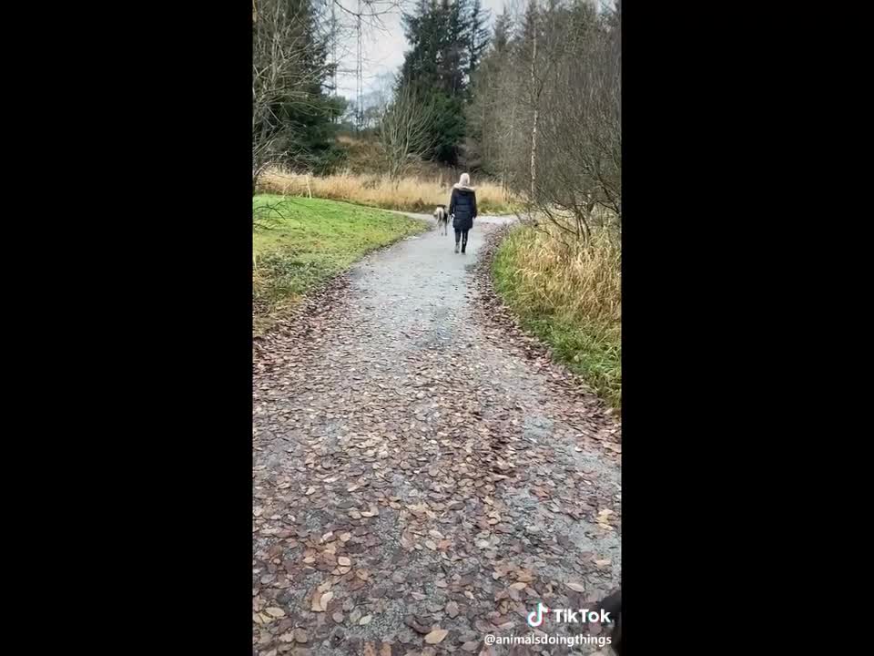 Funny cats and dogs video entertainment