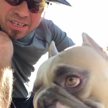 Who Let The Dawgs Out?