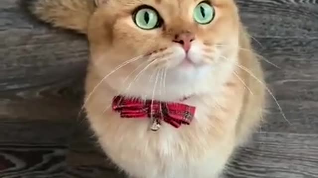 try not to laugh at this cat [impossible]