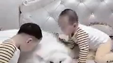 Baby and dog play