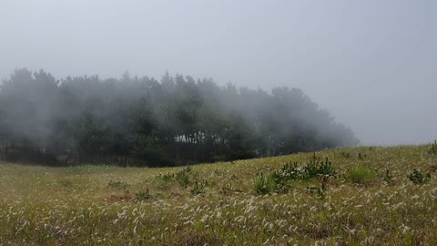 Reed swaying, fog forest