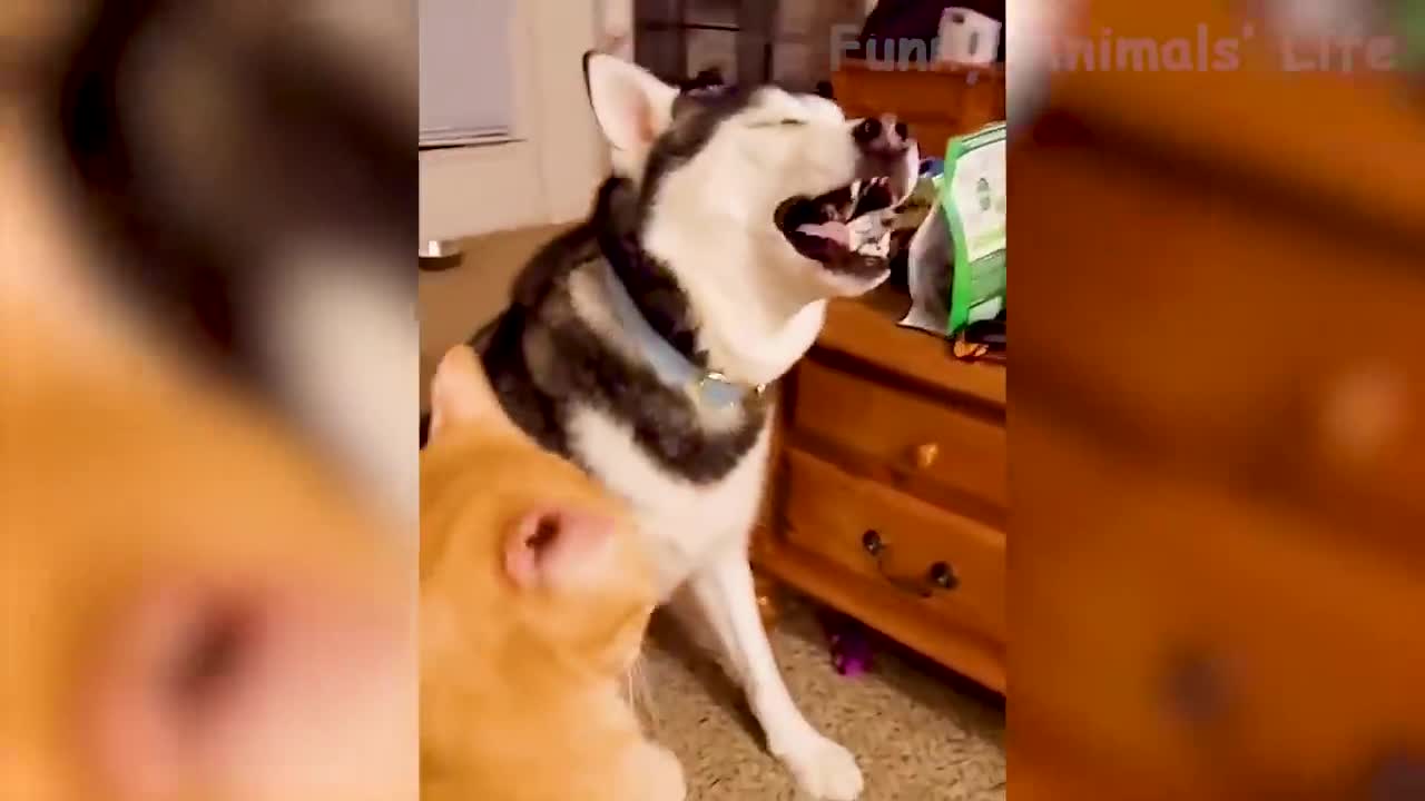 Best Funny Animals Video 2022 | Funniest Cats and Dogs video