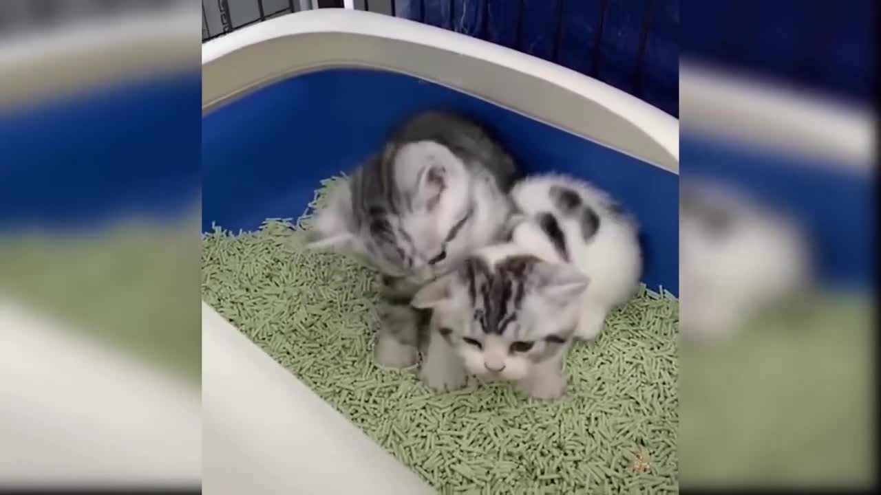 How sweet these cats are playing each other
