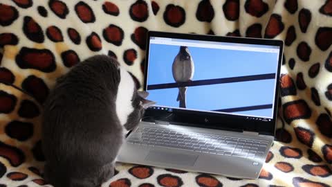 Watch the cat with the bird in the laptop 2022 😱 شاهد القطط مع العصفور في اللاب توب