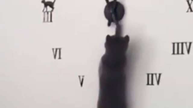 The Funny Cat Maintain Well Time At Once