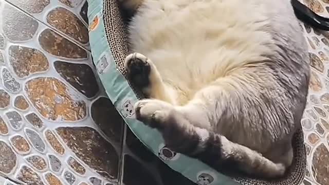 Days with cats around