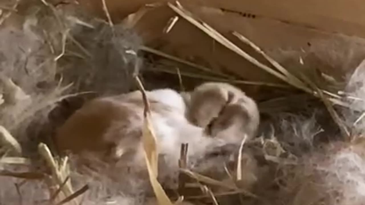 10 day old Baby Rabbits (Kits) still in the nest