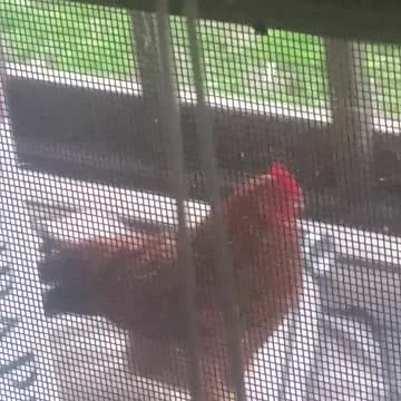 Kj the chicken. Funniest crow ever