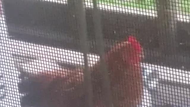 Kj the chicken. Funniest crow ever
