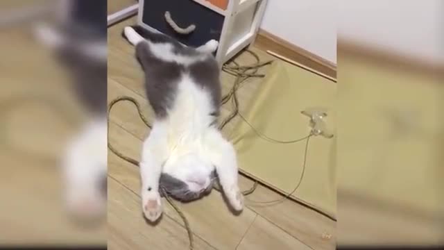 OMG So Cute ♥ Best Funny Cat Videos 2021