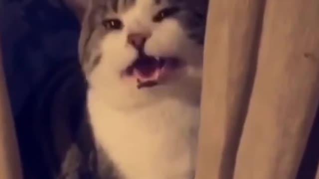 Cute Smart Cat (Funny)