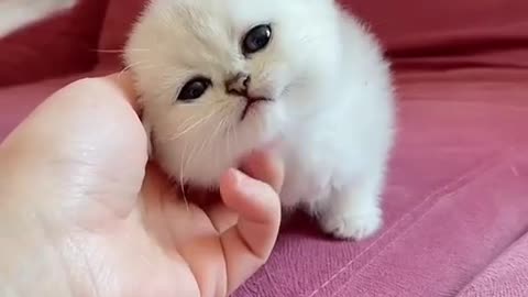 OMG 😱 cute animals 😱😘😘