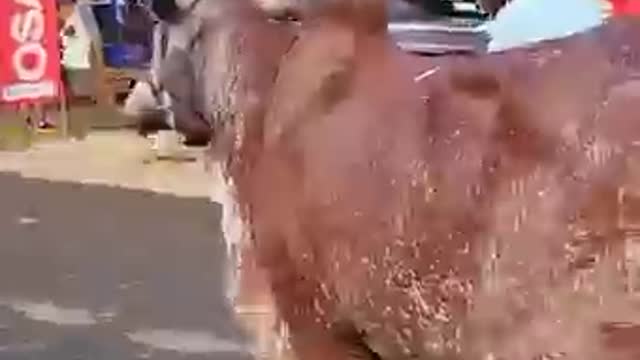 Milk Cow