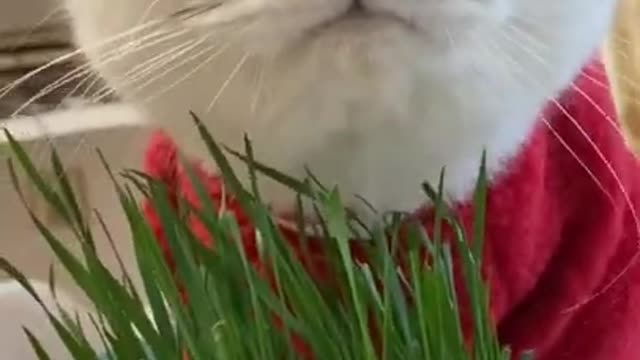 #20 Lovely pet Kitty eatting Green Fun Animals compilation