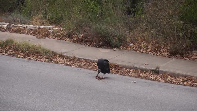 Scavenger Having Breakfast