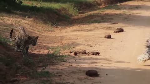 Krugar national park South Africa।