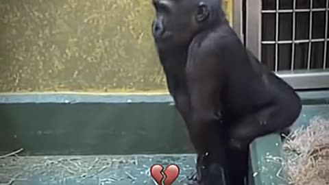 Crazy chimpanzee dance🤣😂😂