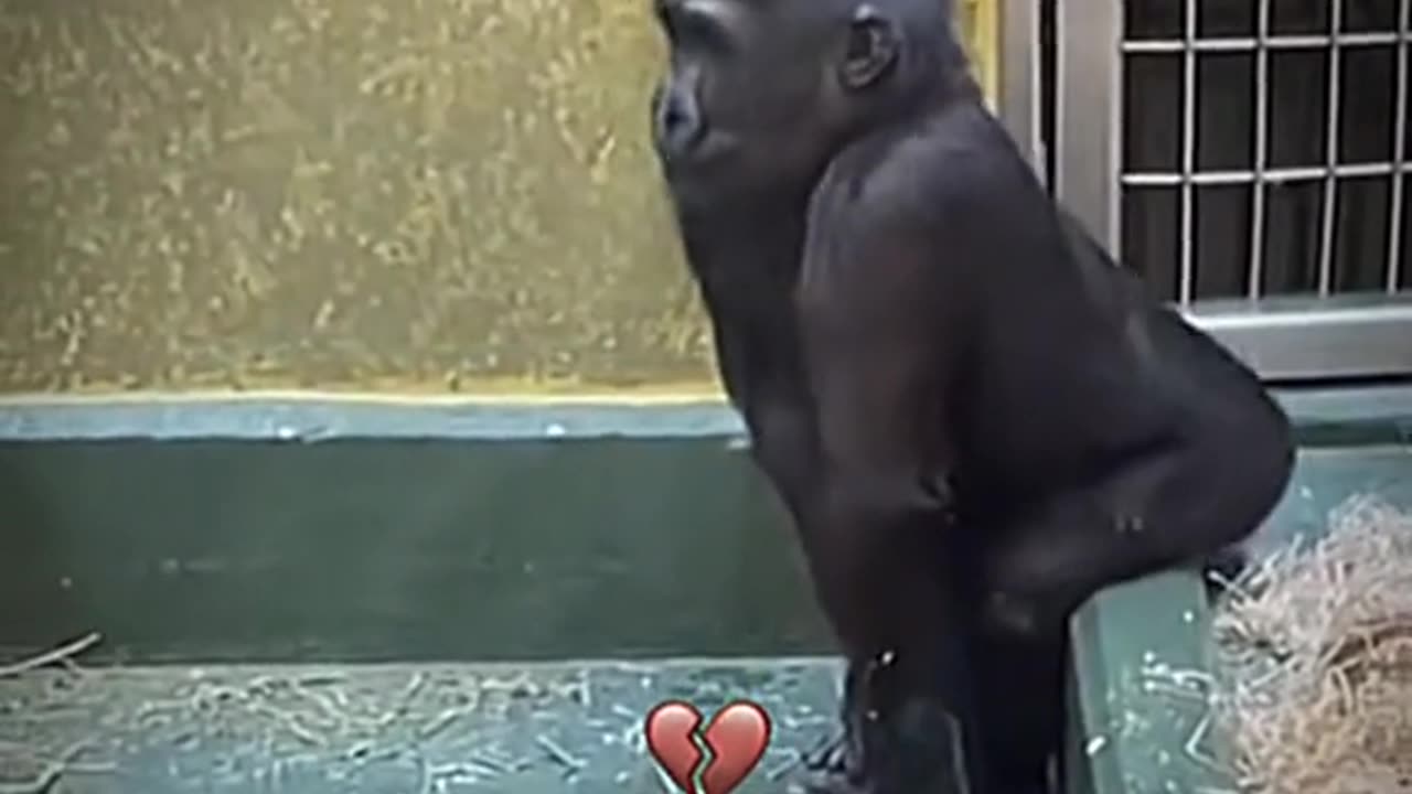 Crazy chimpanzee dance🤣😂😂