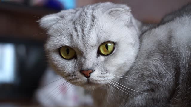 Close Up Footage Of A Scottish Fold Cat's Face