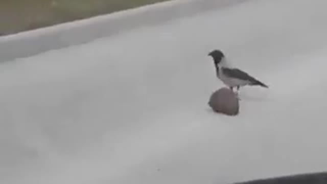 The crow helped the hedgehog cross the road