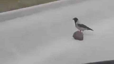 The crow helped the hedgehog cross the road