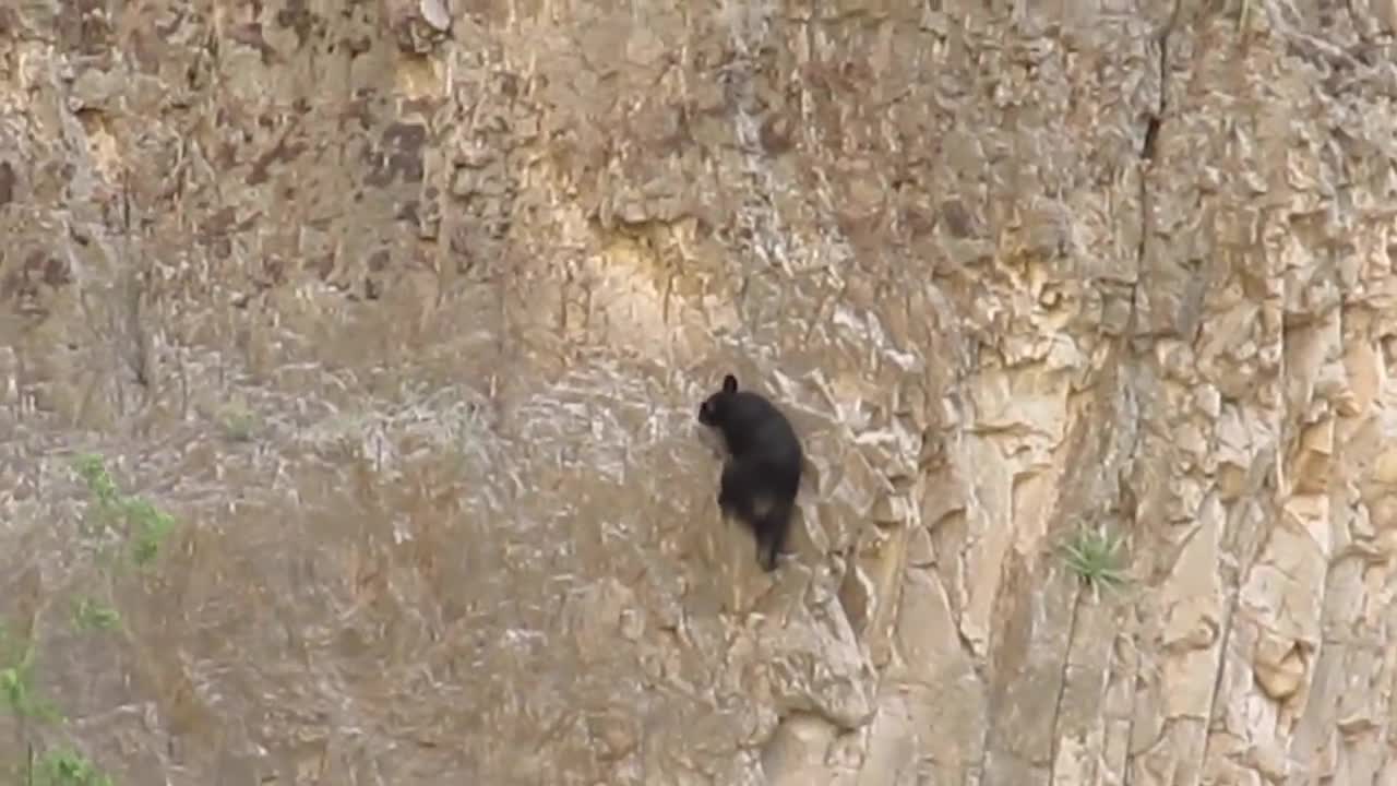 Rock Climbing Bears