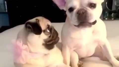 Funny__dogs_Videos