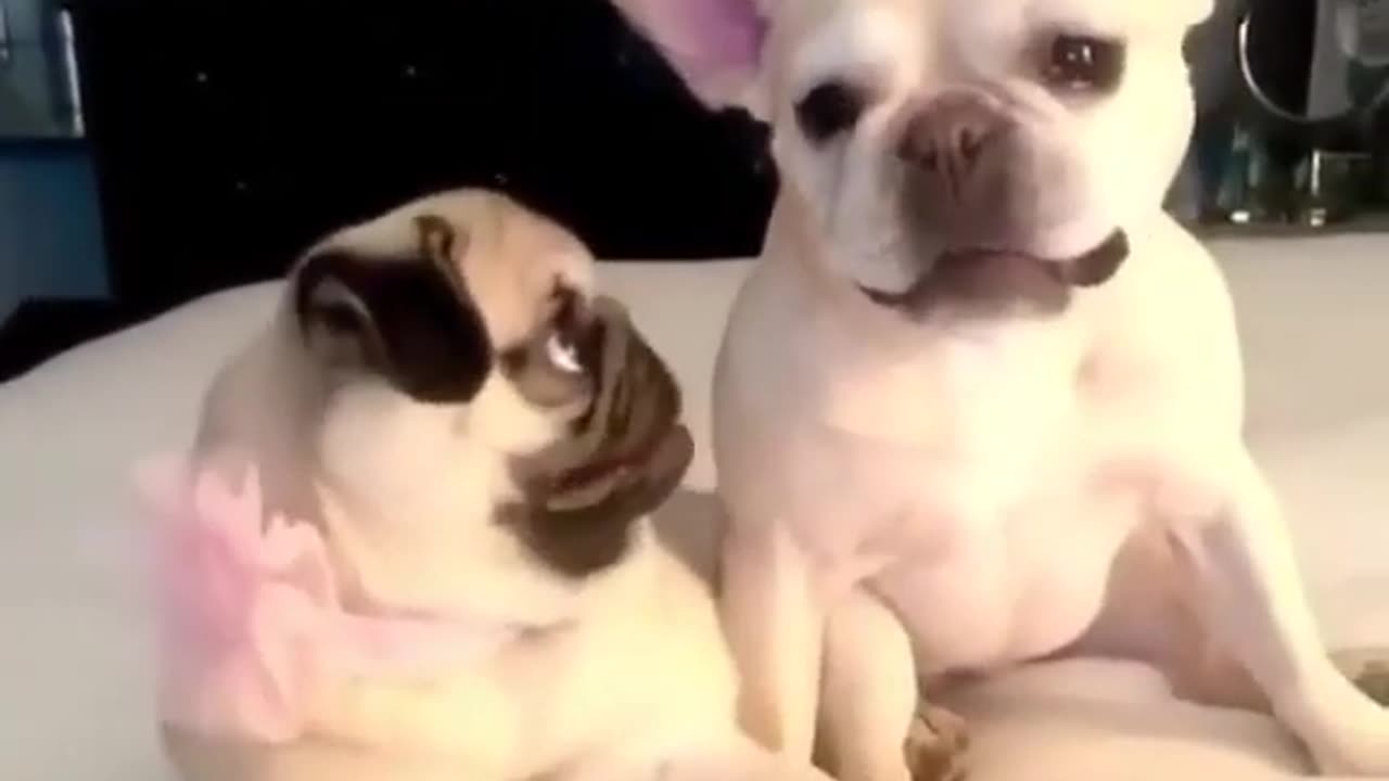 Funny__dogs_Videos