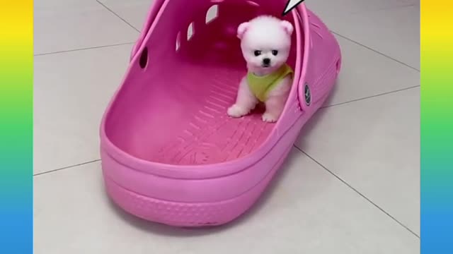 🐕baby dog2021🐶cute dogs🐕 funny dog,🐶dog compilation🐕short video🐶 cute animals videos🐕