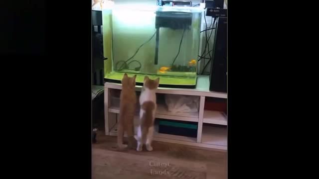 cute and funny ani-pets