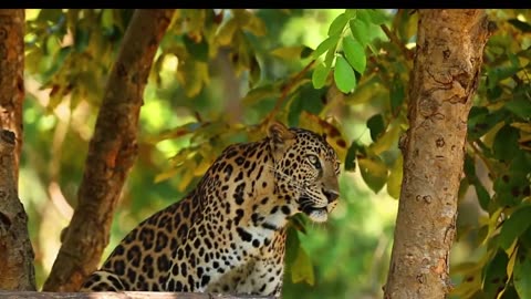 Leopard | African | Wildcats | Animals | No Copyright Video | Stock Footage