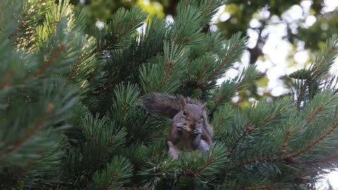 Small squirrel on tree branch