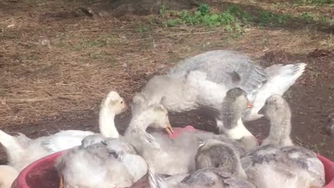 Goslings packed in the pool. Others sit and wait their turn