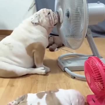 Cute dog lovers, so cutee