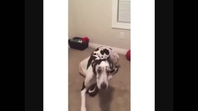 HUGE DOG SMALL BED 🤣