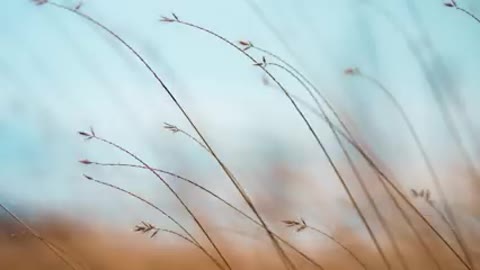 peaceful music for deep sleep.