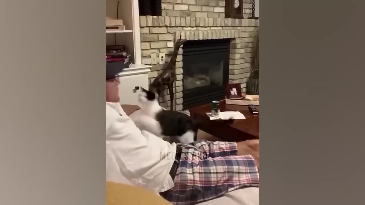 Funny and Clumsy Cats // Funniest cats and dogs videos