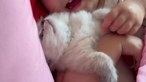 Baby Kitten