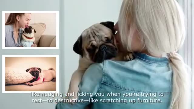 Pug Pros And cons (A Must Watch For New Potential Pug Owners)