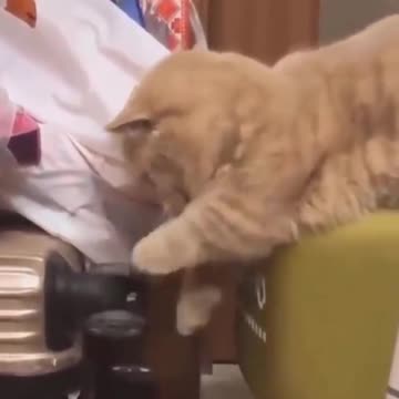Top funny cats video Part 2 - try not to laugh - funny video - timepass