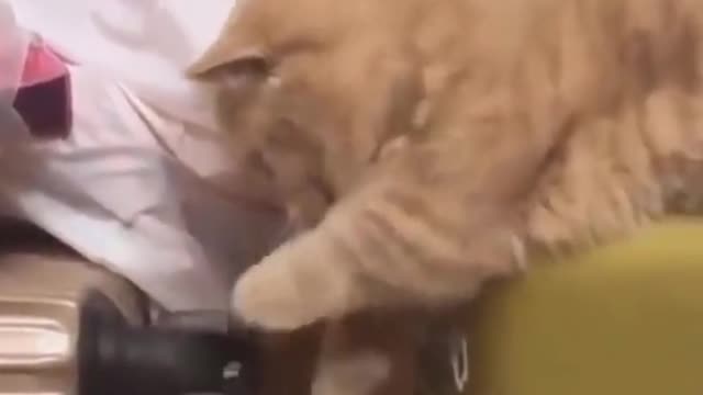 Top funny cats video Part 2 - try not to laugh - funny video - timepass