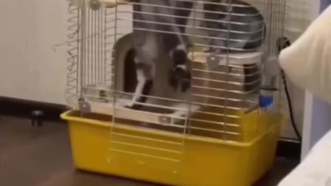 Cat trap 🤣🤣🤣