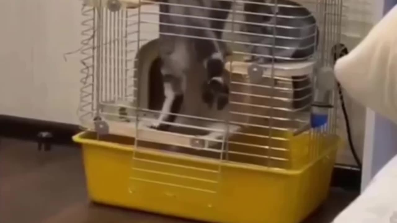 Cat trap 🤣🤣🤣