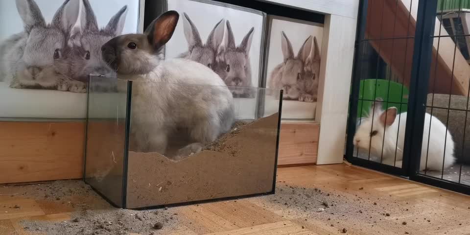 What is the rabbit doing in the sand basin